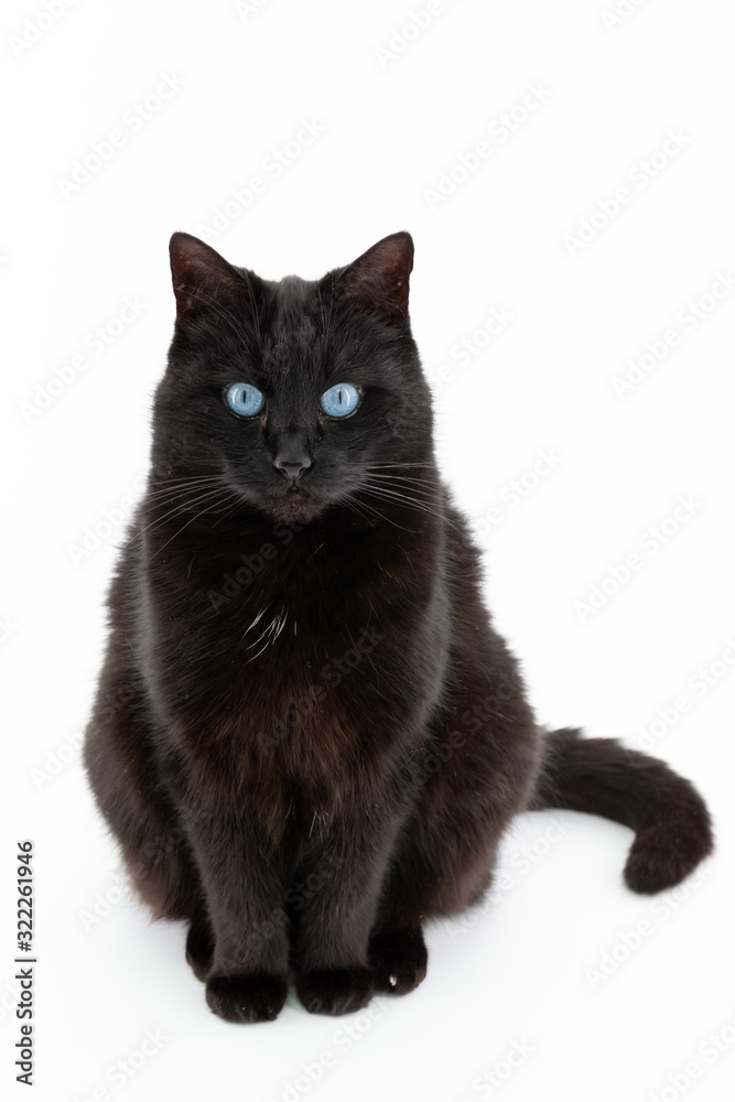 A beautiful black cat poses on a white background