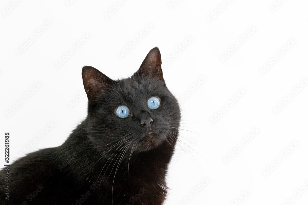 A beautiful black cat poses on a white background A beautiful black cat poses on a white background