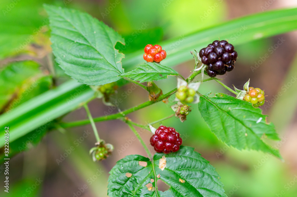 red and black BlackBerry berries on a Bush,