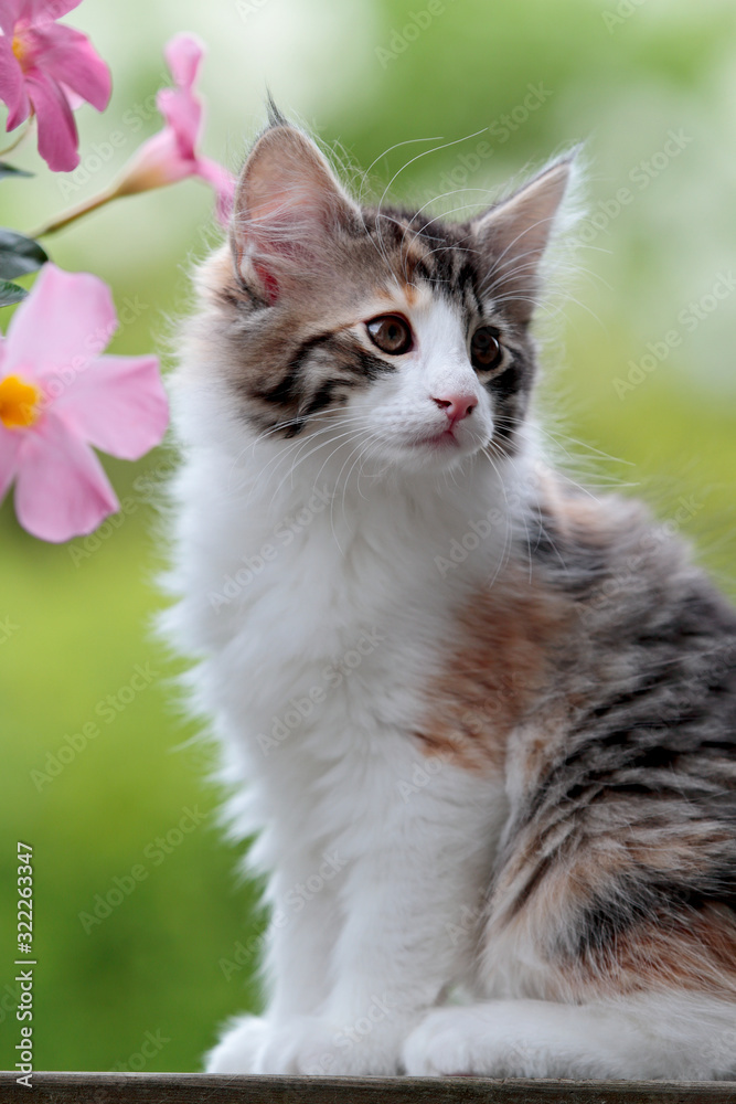 A sweet little Norwegian forest cat kitten with pink flowers
