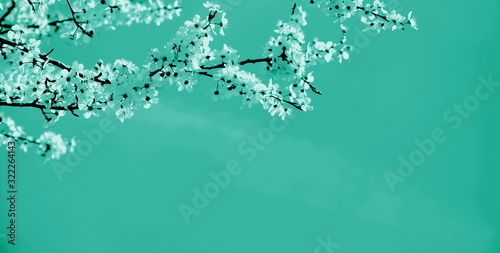 Zarte Blüten eines Kirschbaumes isoliert und freigestellt mit Textfreiraum in türkis - Hintergrund und Banner  © Zeitgugga6897