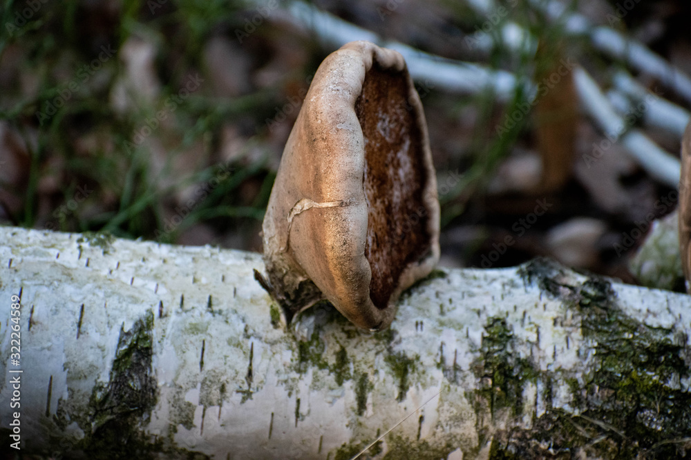 Mushroom on the birch tree