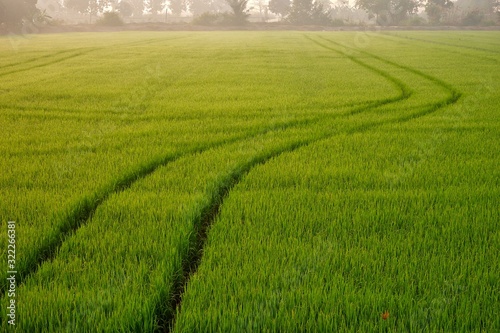 Focus on foreground of curve line sprayer tractor tracks after completely spraying fertilizer or herbicides chemical on colorful green paddy field in morning time