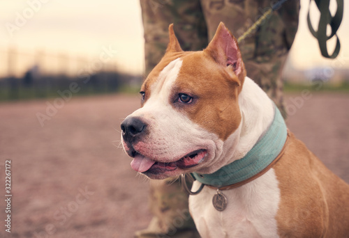 Fighting Terrier brown ginger color with short hair. Beautiful dog on leash. Person keeps pet at distance. The evening, the sunset sky, animals walking on ground for training dogs.