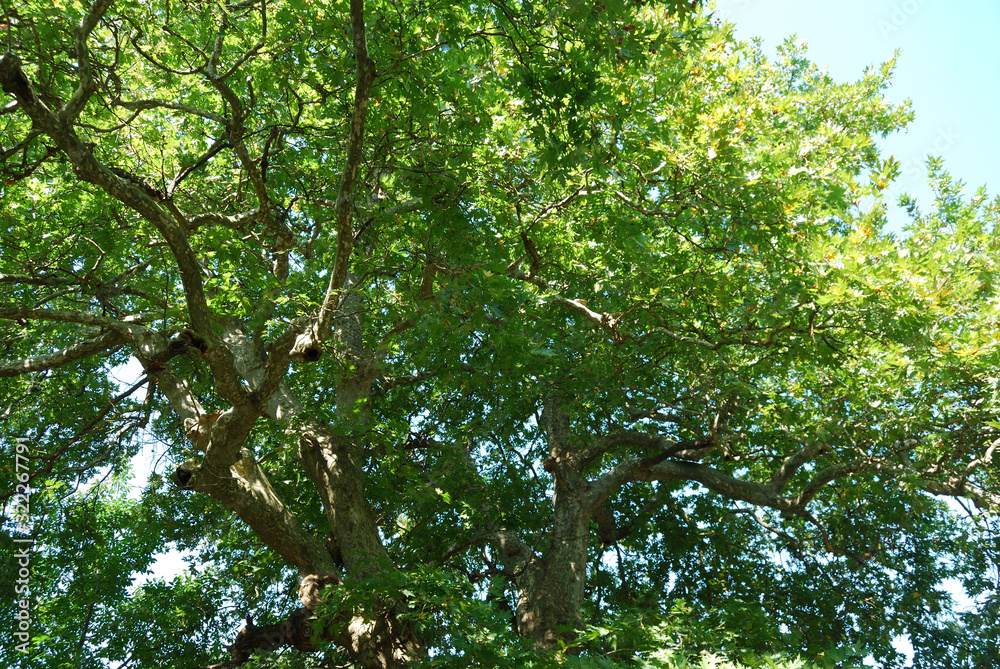 Obraz premium An age-old plane tree in the village of Shumnatitsa, Bulgaria.