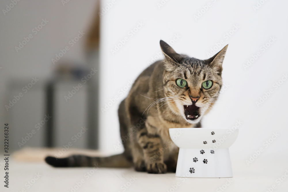 怒るキジトラ猫 Stock Photo Adobe Stock