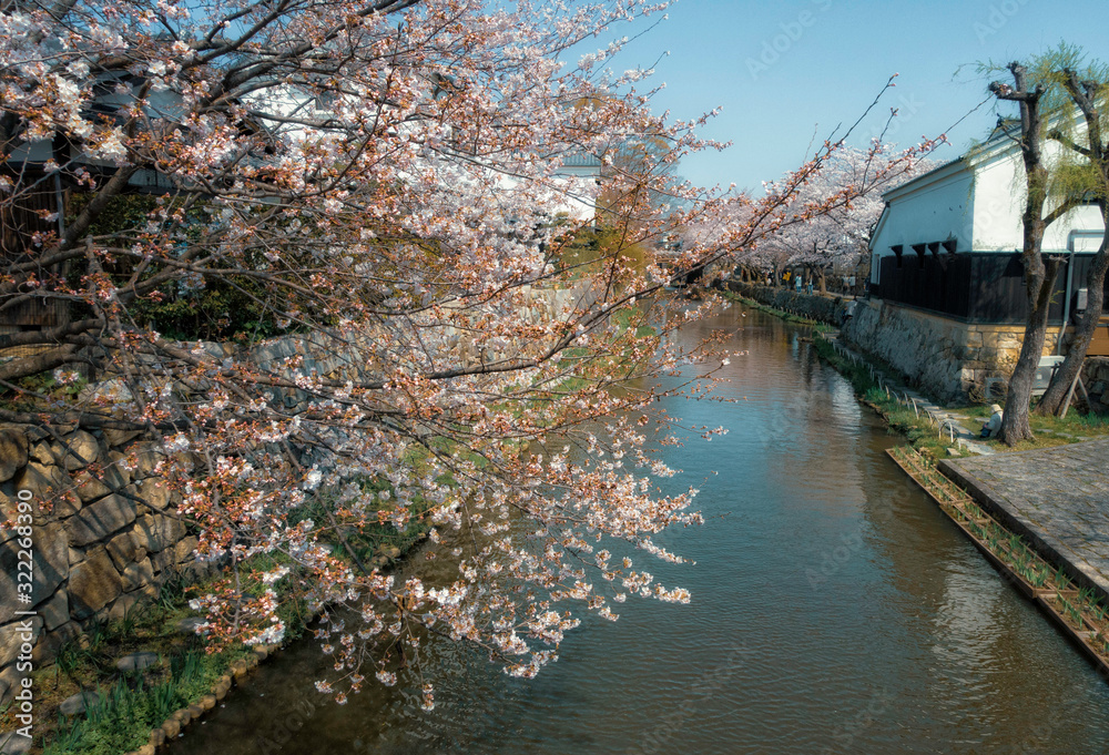 桜咲く滋賀県近江八幡市の八幡堀の春景色