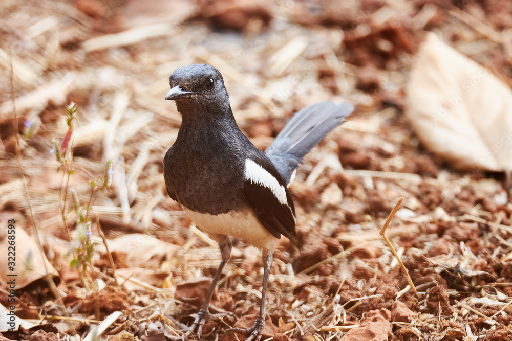 Obraz premium Birds