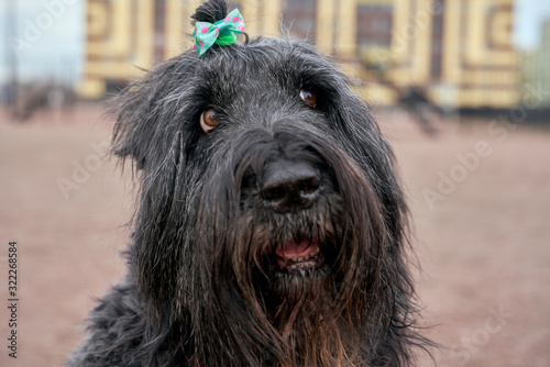 Large Terrier of Zordan black sits on field  feels happy and satisfied. Close-up portrait of dogs muzzle. Walking pet in autumn. Horizontal shot of animal. Walk in fresh air.