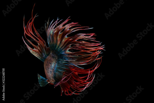 Beautiful movement of red blue Crowntail betta fish, Siamese fighting fish tail, Betta splendens, blue spiky tail isolated on black background.