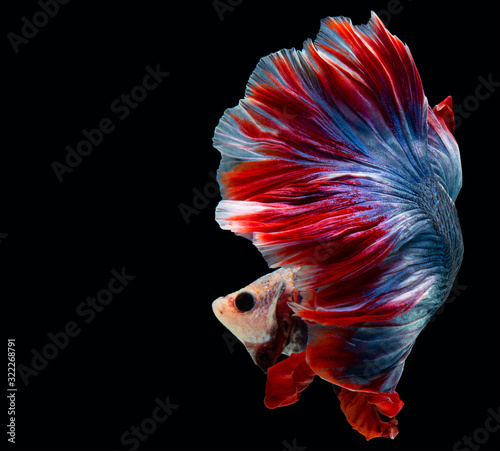 Beautiful movement of red blue betta fish, Siamese fighting fish, Betta splendens, blue spiky tail isolated on black background.