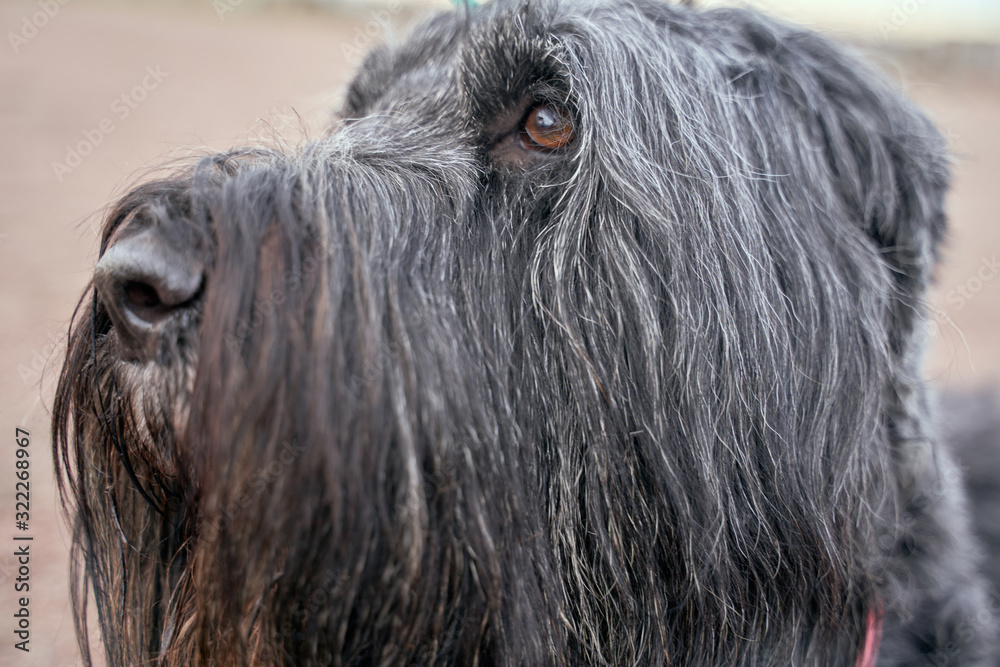 Large Terrier of Zordan black sits on field, feels happy and satisfied. Close-up portrait of dogs muzzle. Walking pet in autumn. Horizontal shot of animal. Walk in fresh air. Large Terrier of Zordan black sits on field, feels happy and satisfied. Close-up portrait of dogs muzzle. Walking pet in autumn. Horizontal shot of animal. Walk in fresh air.