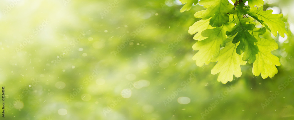 Green oak leaves background. Plant and botany nature texture, banner - obrazy, fototapety, plakaty 
