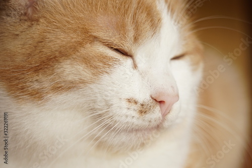 Happy ginger white cat face with closed eyes. Pet portrait closeup.