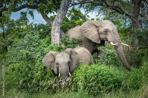 Elephants in Kruger National Park  South Africa.