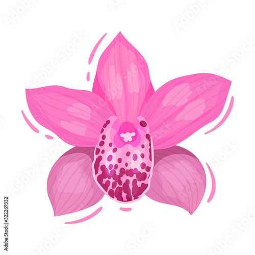 Pink Flower Decorative Vector Element Isolated on White Background