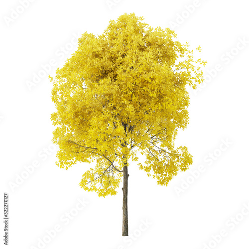 Tree on a white background. Tree with yellow foliage. Clipping path included. 3D rendering.