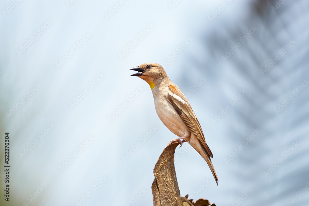 Fototapeta premium Birds