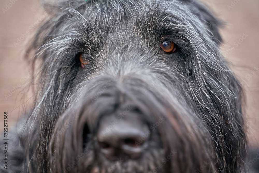 Large Terrier of Zordan black sits on field, feels happy and satisfied. Close-up portrait of dogs muzzle. Walking pet in autumn. Horizontal shot of animal. Walk in fresh air. Large Terrier of Zordan black sits on field, feels happy and satisfied. Close-up portrait of dogs muzzle. Walking pet in autumn. Horizontal shot of animal. Walk in fresh air.