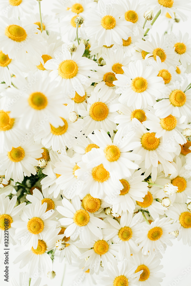 Chamomile daisy flowers on white background. Flat lay, top view.