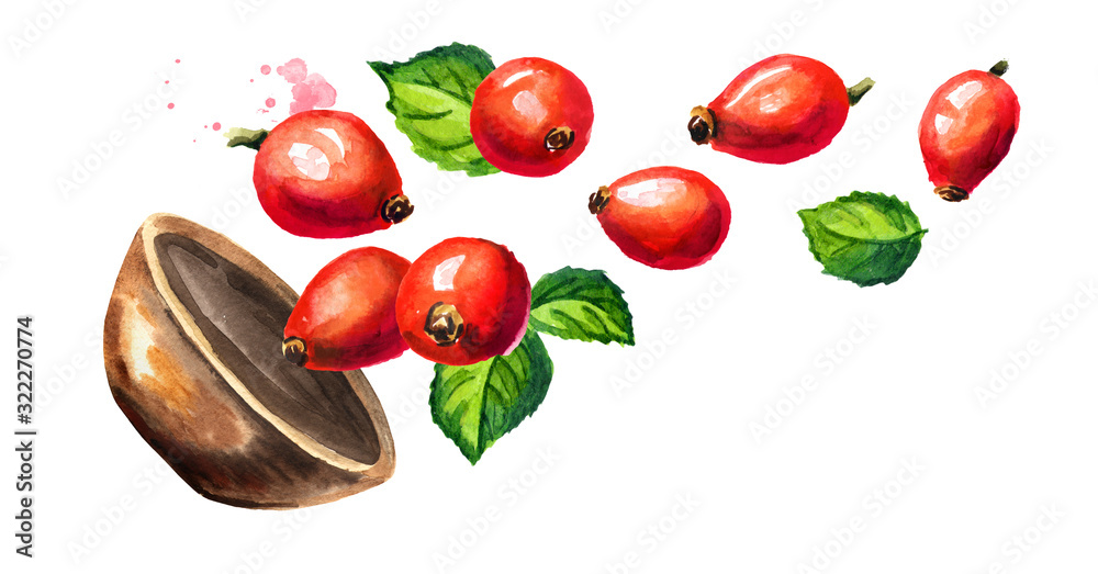 Bowl of wild rose or Rosehip with ripe red briar fruits. Hand drawn horizontal watercolor illustration, isolated on white background Bowl of wild rose or Rosehip with ripe red briar fruits. Hand drawn horizontal watercolor illustration, isolated on white background