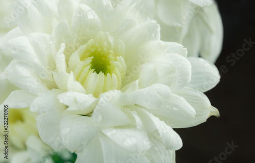 white flower background