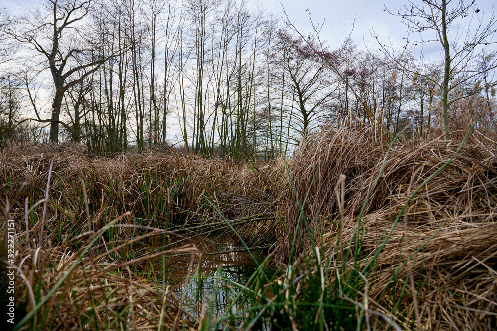 Fototapeta premium Étangs