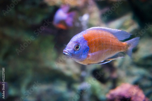 coral reef fishes in the water. beautiful underwater photos