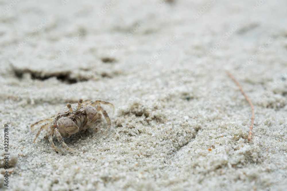 little white crab on sand closeup shot