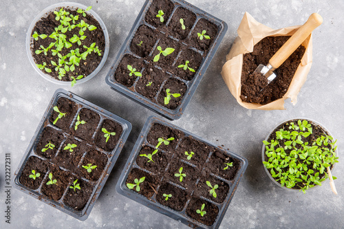 Dive flower sprouts into individual pots. Aster seedlings picking.  Sprout transplant. Springtime  gardening concept.