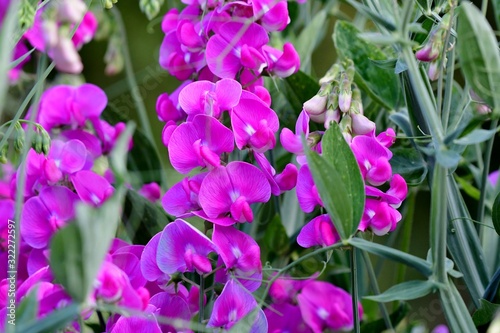 purple lathyrus flowers in nature