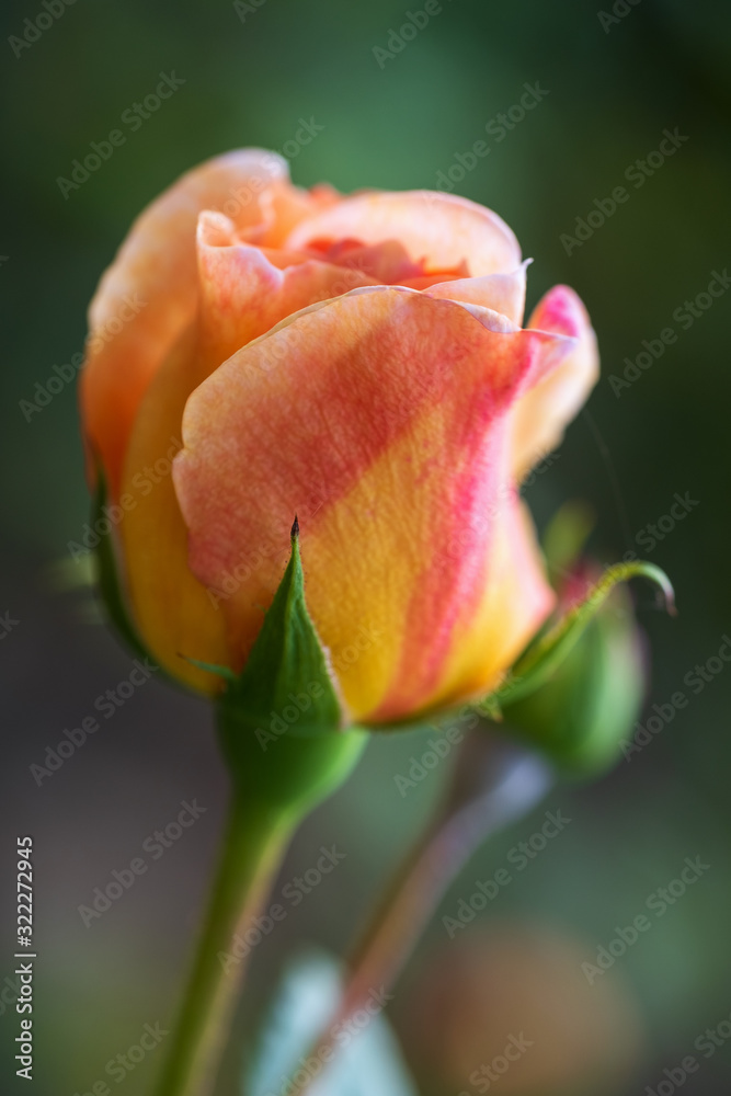 Nahaufnahme einer blühenden rot-gelben Rose Nahaufnahme einer blühenden rot-gelben Rose
