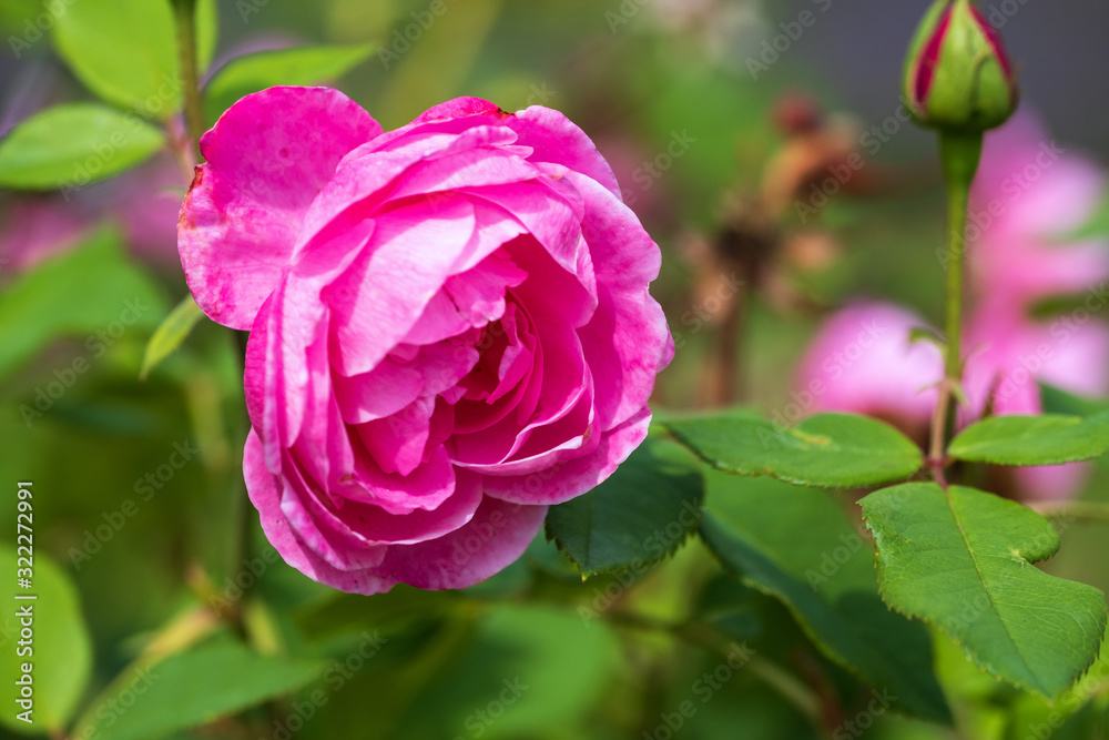 Nahaufnahme einer blühenden pinkfarbenen Rose Nahaufnahme einer blühenden pinkfarbenen Rose