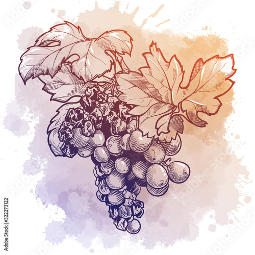 Grapes cluster with leaves. linear drawing isolated on watercolor textured background. EPS10 vector illustration