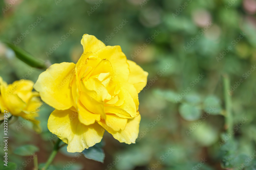 Beautiful yellow roses flower in the garden Beautiful yellow roses flower in the garden
