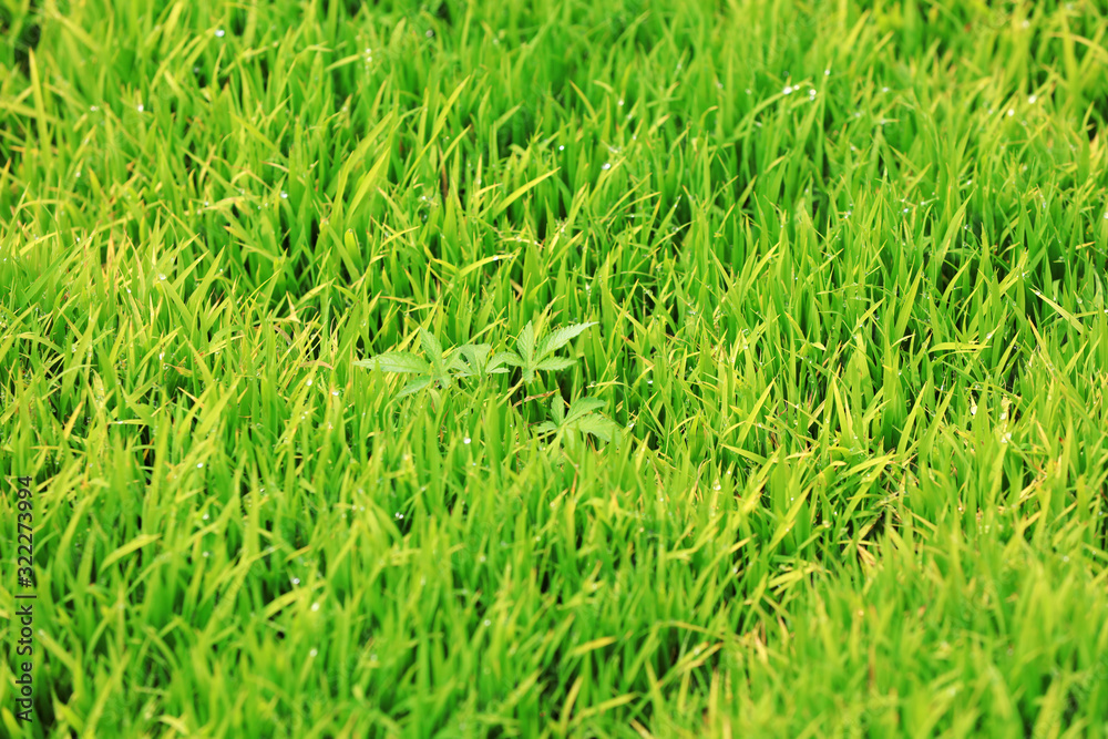 densely grown rice seedlings on the farm densely grown rice seedlings on the farm