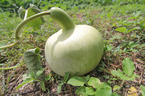 Green Bottle Gourd or Calabash Gourd