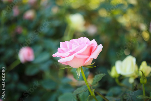 Fototapeta Naklejka Na Ścianę i Meble -  Beautiful colorful pink roses flower in the garden