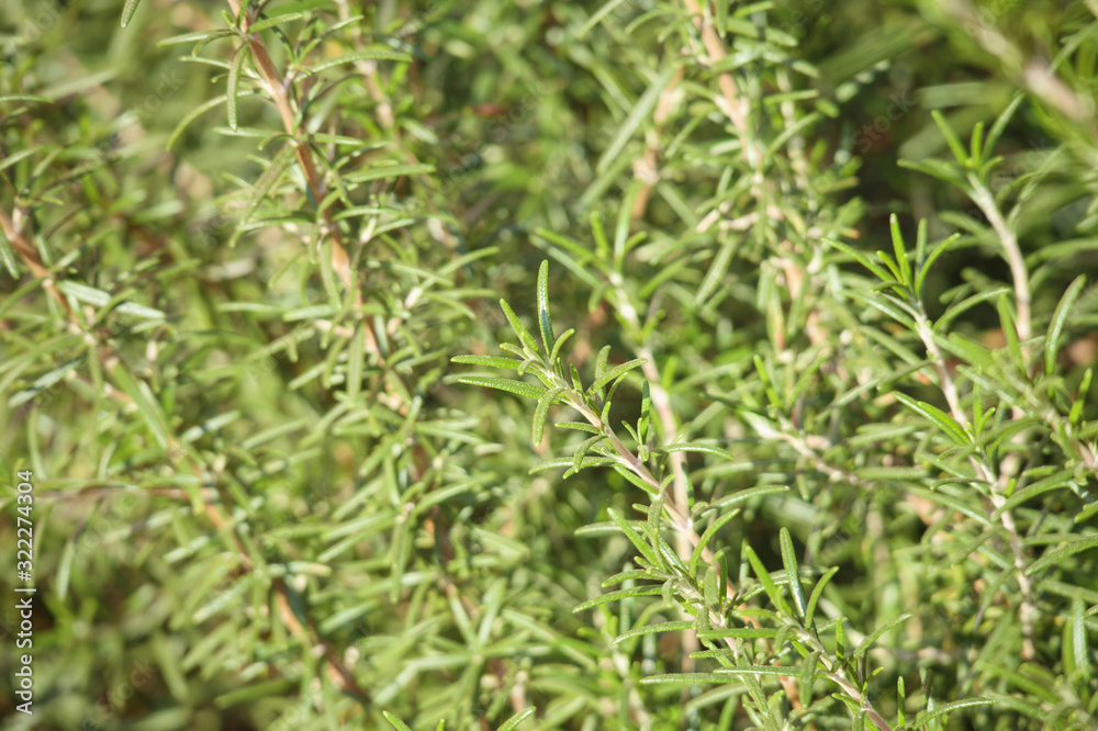 Rosemary plant herb in the garden