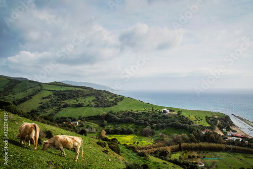 Vacas pastando en las laderas de la colina en Guadalmesí, Tarifa, Cádiz, Andalucía, España photo