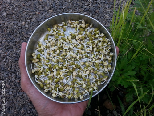 Green gram sprouts in a bowl