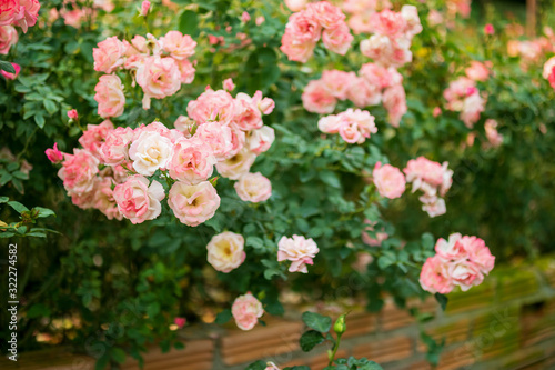 Beautiful colorful pink roses flower in the garden