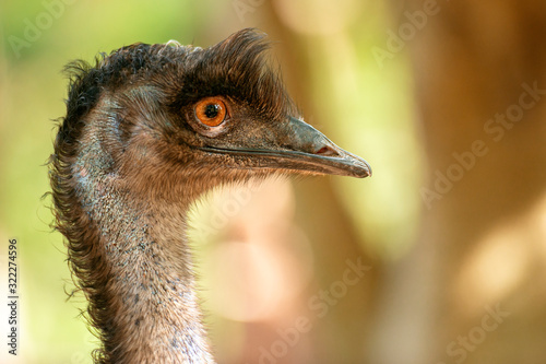 Konstfotografi Australian Emu also known as Dromaius novaehollandiae