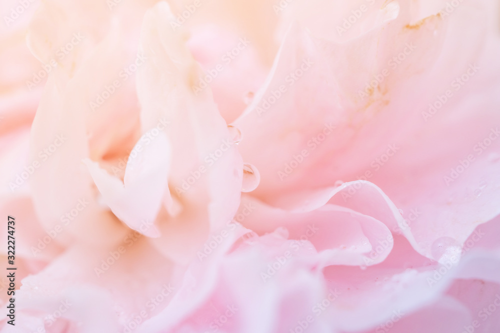 Beautiful pink roses flower close up abstract background