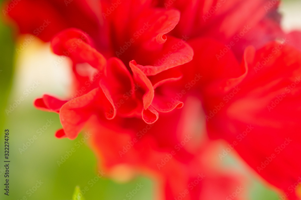 Red hibiscus flower in the garden