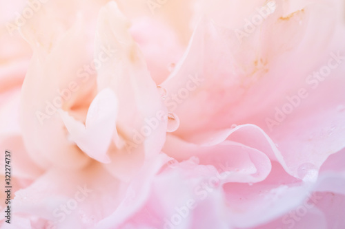Beautiful pink roses flower close up abstract background © Piman Khrutmuang