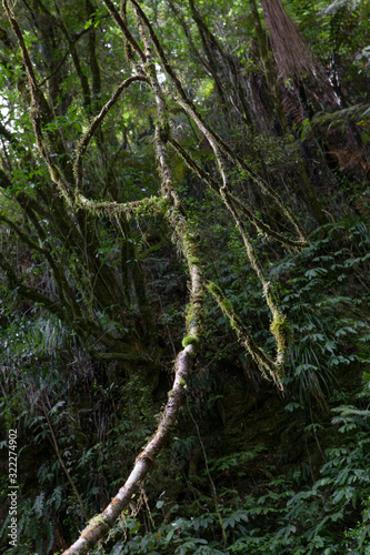 Mangapohue Natural Bridge Forest New Zealand. Forest. Jungle. photo