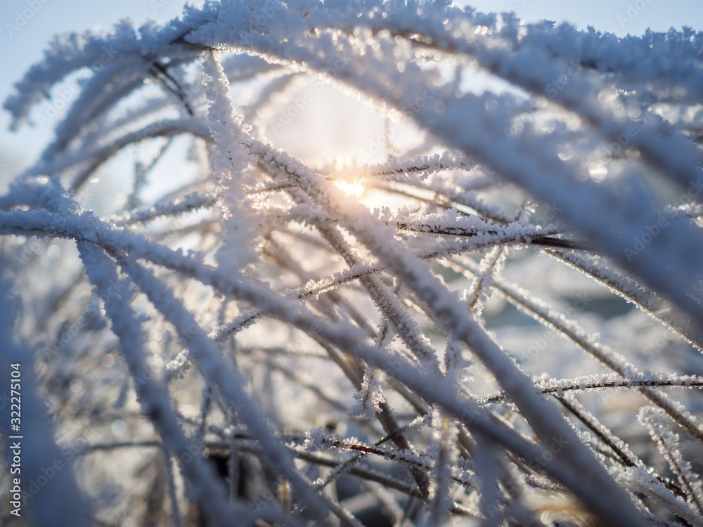 Obraz premium frozen grass with sunlight