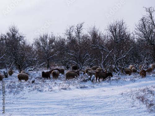 herd of sheep, rams and goats is grazed in meadow in forest by river. Sheep with little lambs. Winter landscape with heavy snowfall on farm, traditional agriculture © galitsin