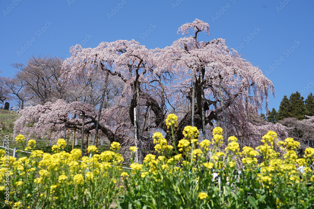 Stockfoto Miharu Takizakura, a thousandyearold cherry blossom tree